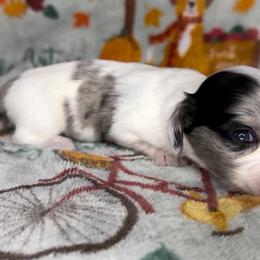 Black dapple pie - Dapple female Dachshund puppy in Poteau, Oklahoma from Sisters Dazzling Dachshunds