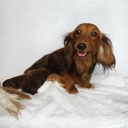 Canela - Dachshund