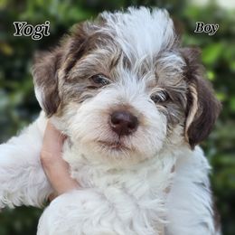 Goldendoodle, Old English Sheepdog, Poodle, Schnoodle, and Sheepadoodle Puppies from For the LOVE of Poodles and Doodles