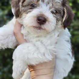 Goldendoodle, Old English Sheepdog, Poodle, Schnoodle, and Sheepadoodle Puppies from For the LOVE of Poodles and Doodles