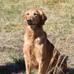 Golden Retrievers from PBG Kennel