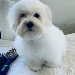Coton de Tulear Puppies from Shiloh Cotons