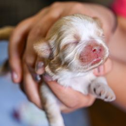 Lumi - Cream and white female Shih Tzu puppy in Montrose, Colorado from Nana's Happy Pups