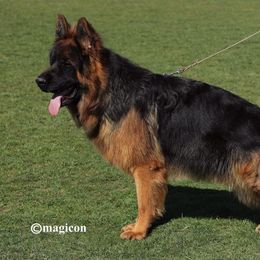 German Shepherd Puppies from Top Shepherd kennel