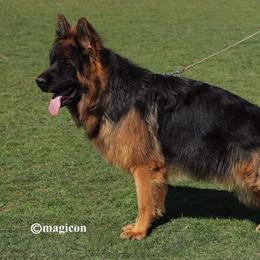 German Shepherd Puppies from Top Shepherd kennel