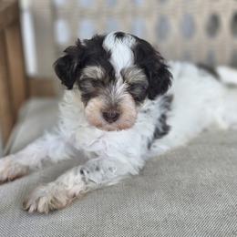 Titan - Tri-color male Bernedoodle puppy in Decatur, Tennessee from Diamond's Doodles