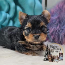 Yorkshire Terrier Puppies from Rhine Valley Yorkies