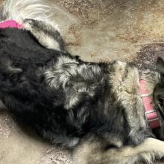 Tamaskans from Warrior Tamaskans