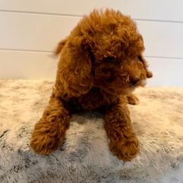 Black Collar - Red  male Goldendoodle puppy in San Augustine, Texas from Vintage Doodles