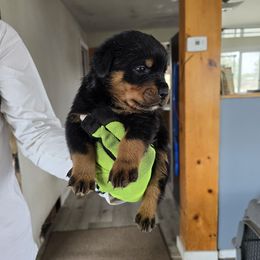 Chomper - Black and mahogany male Rottweiler puppy in Salt Lake City, Utah from Snubnose Rottweilers LLC