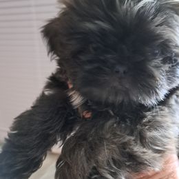 Girl 1 - Shih Tzu puppy from Shih Tzu Exotics