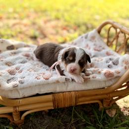 Florence - Brown and white female Aussiedoodle puppy in Dunn, North Carolina from Sandy Creek Kennels