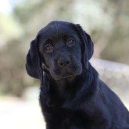 Labrador Retriever puppies from Twisted Ranch Retrievers