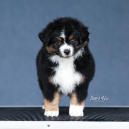 Brio - Black tri male Miniature American Shepherd puppy in Herriman, Utah from Painted Blue Aussies