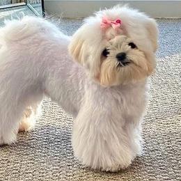 Maltese puppies from Kimberly's Maltese