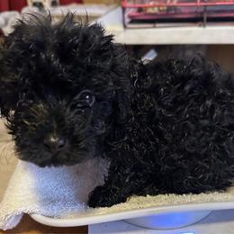 Tammy - Black female Yorkipoo puppy in Eden, Maryland from Canines  Unlimited