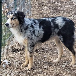 Belle - Australian Shepherd