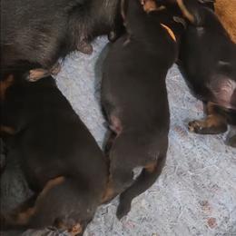 Boy 1 - Black and tan male Rottweiler puppy in San Antonio, Texas from Angel Rottweilers