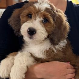 Girl 4 - female Golden Mountain Doodle puppy in Knoxville, Tennessee from RiverSong Doodles