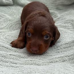 Female 1 - Dapple female Dachshund puppy in El Campo, Texas from Creamer Creek Kennel