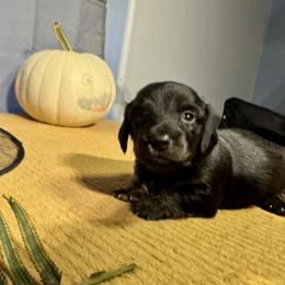 Michael - Black and tan male Dachshund puppy in Springfield, Oregon from Storybook Dachshunds