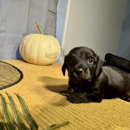Michael - Black and tan male Dachshund puppy in Springfield, Oregon from Storybook Dachshunds