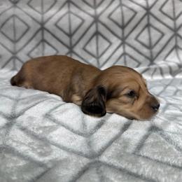 4000, Silky Wire, Cream Boy, Pet Only - Cream male Dachshund puppy in Pauls Valley, Oklahoma from Simply Happy Dachshunds