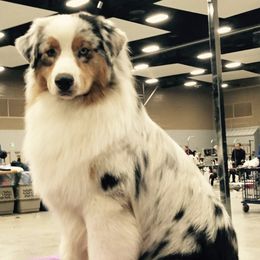 Australian Shepherds and Border Collies from Spotlights Australian shepherds and Border collies