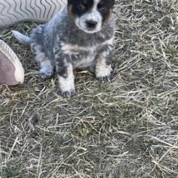 Ranger - Blue speckled male Australian Cattle Dog puppy in Osceola, Iowa from 4C Cattle Dogs