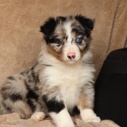 Jasmine - AKC Reg Blue Merle - Blue merle female Border Collie puppy in Courtland, Alabama from C Bar C Ranch Border Collies