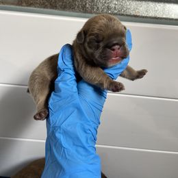 French Bulldog Puppies from Boone county frenchies