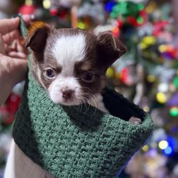 Autumn - Chocolate and tan female Chihuahua puppy in Harrison, Michigan from Cloud9 Chihuahuas