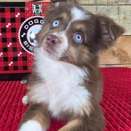 Fitzgerald - Red tri male Toy Australian Shepherd puppy in Citra, Florida from Southpaw Herders LLC