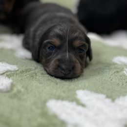 Pancake - Blue and tan Dachshund puppy in Moore, South Carolina from Tippy Toes Dachshunds