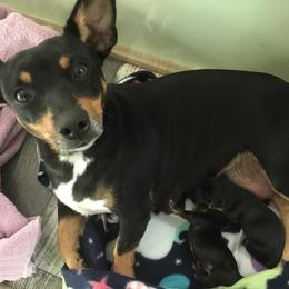 "CH ‘PR’ Aspen’s Here Comes My Girl / Pepper with her babies." Teddy Roosevelt Terrier Puppies from Mud-E Acres Kennel