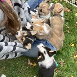 American Corgi and Pembroke Welsh Corgi Puppies from Cascadian Space Coast Corgis LLC