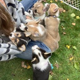 American Corgi and Pembroke Welsh Corgi Puppies from Cascadian Space Coast Corgis LLC
