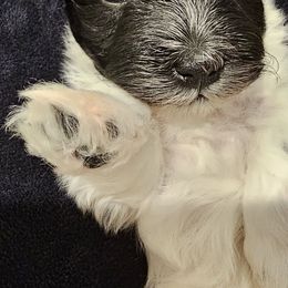 Pepa - Black & white female Maltipoo puppy in Simpsonville, South Carolina from Bundle of Joy Maltipoo