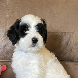 Portuguese Water Dogs from Delgatty PWDs