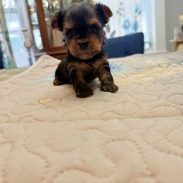 Pink girl - Black and tan female Yorkshire Terrier puppy in Lowell, Massachusetts from Katie’s Yorkies