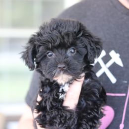Companion Cross, Maltese, Morkie, and Yorkipoo Puppies from MC Kennels