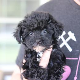 Companion Cross, Maltese, Morkie, and Yorkipoo Puppies from MC Kennels