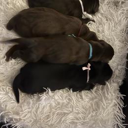 Pink - Black female Labrador Retriever puppy in Heath Springs, South Carolina from Rich Hill Retrievers