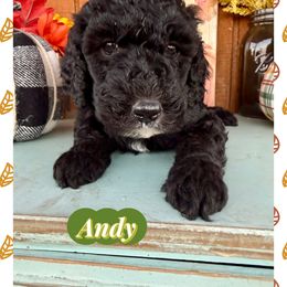 Andy - Black male Goldendoodle puppy in Caddo Mills, Texas from Fire Wife Doodles