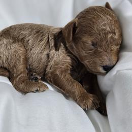 Fin - Red  male Poodle puppy in Lucedale, Mississippi from Simply Poodle