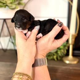 Emerald- green collar - Tri-color female Bernedoodle puppy in Salt Lake County, Utah from Coco Avenue Pups