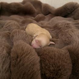 Oliver - Cream male Dachshund puppy in Alpine, California from Christie's Doxies