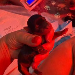Snuggles - Black & tan tri-color female Morkie puppy in Decatur, Texas from Melanie's Morkies, Yorkipoo’s & Parti Yorkies