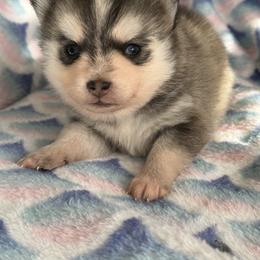 Aspen - Tri-color female Pomsky puppy in Aberdeen, Idaho from Willow Creek Cresteds