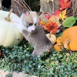 Pembroke Welsh Corgi Puppies from A&A’s Adorable Corgis